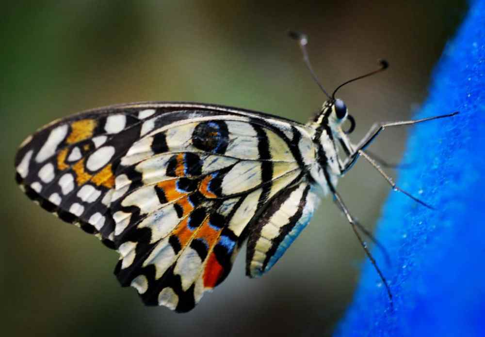 ccimage-Butterfly_Sanctuary2C_Cebu_28118510746929-1024x713